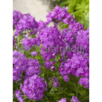 Floks wiechowaty 'Le Mahdi' Phlox panniculata