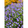 Bodziszek himalajski 'Johnson's Blue' Geranium himalayense
