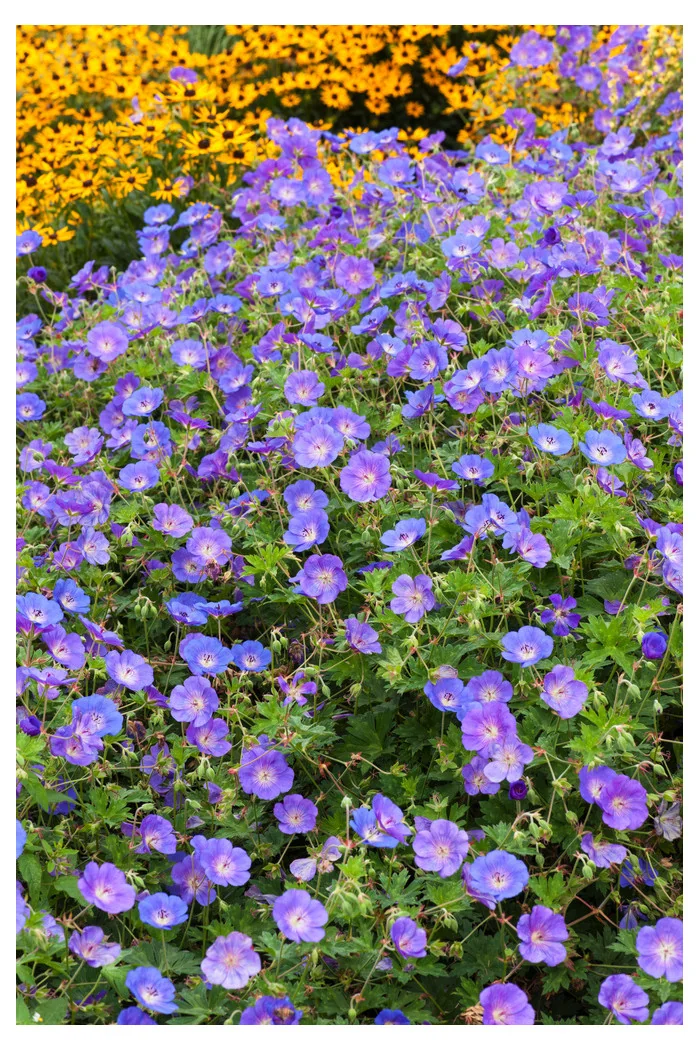 Bodziszek himalajski 'Johnson's Blue' Geranium himalayense