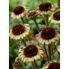 Jeżówka 'Caribbean Green' Echinacea