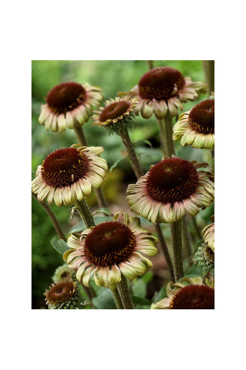 Jeżówka 'Caribbean Green' Echinacea