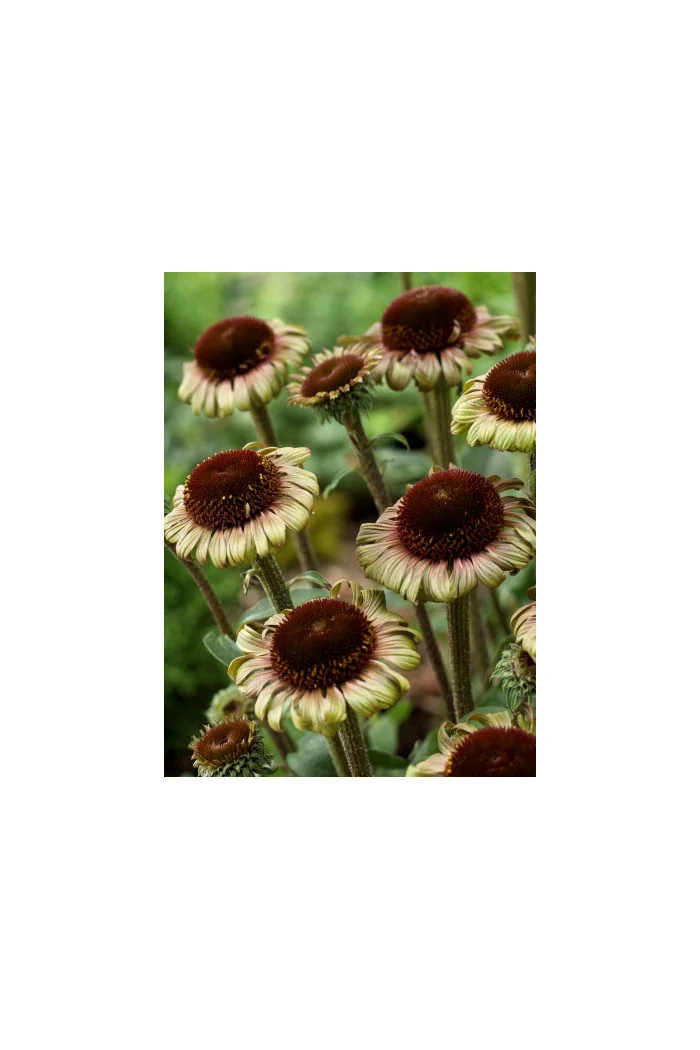 Jeżówka 'Caribbean Green' Echinacea