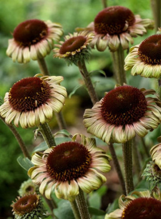 Jeżówka 'Caribbean Green' Echinacea
