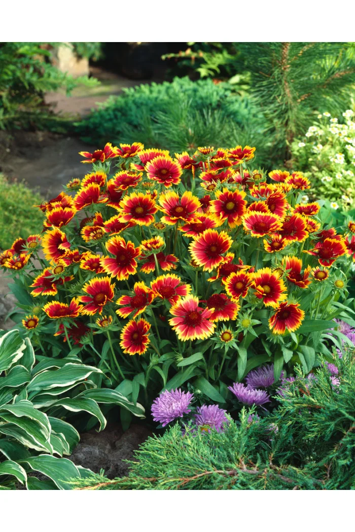 Gailardia 'Kobold' | Gailardia