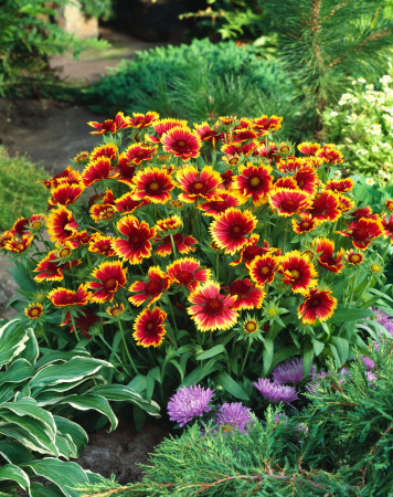 Gailardia 'Kobold' | Gailardia