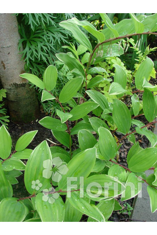 Kokoryczka sierpowa 'Variegata' Polygonatum falcatum