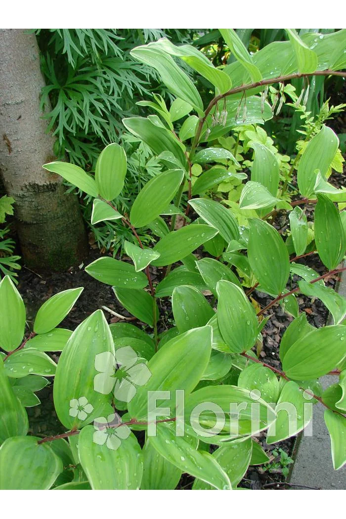 Kokoryczka sierpowa 'Variegata' Polygonatum falcatum