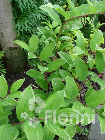 Kokoryczka sierpowa 'Variegata' Polygonatum falcatum