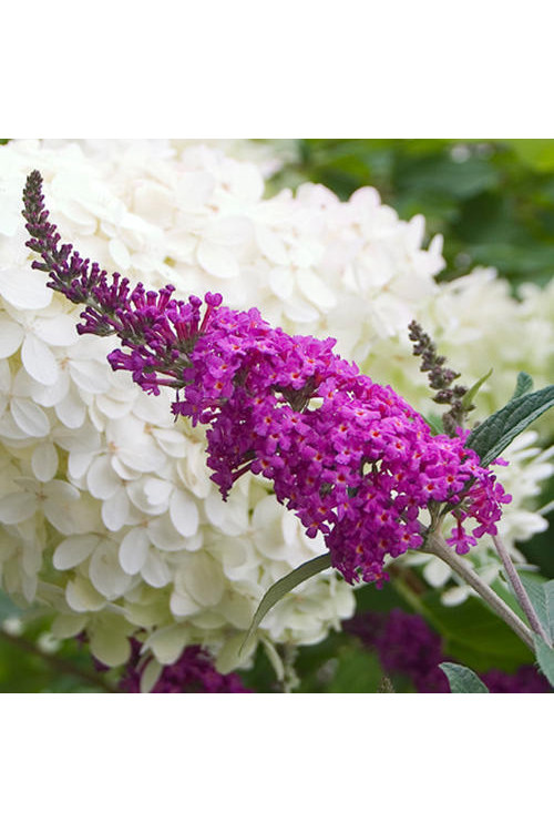budleja, budleja Petite Blue Heaven, Buddleja, motyli krzew