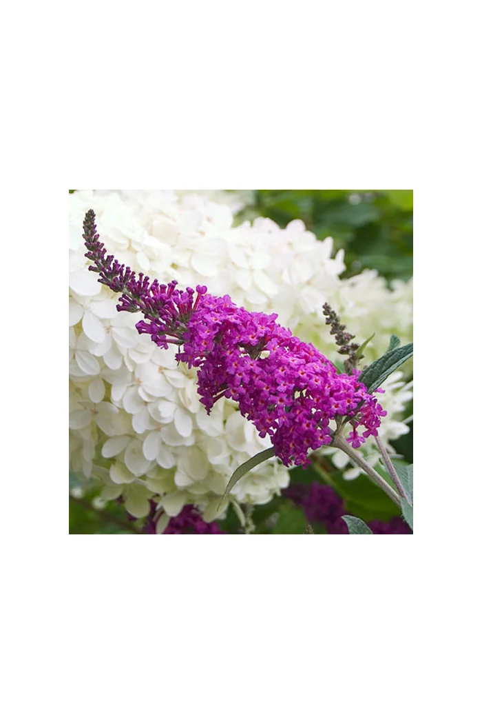 budleja, budleja Petite Blue Heaven, Buddleja, motyli krzew