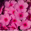 Floks wiechowaty 'Famous Pink' Phlox panniculata