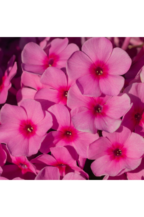 Floks wiechowaty 'Famous Pink' Phlox panniculata