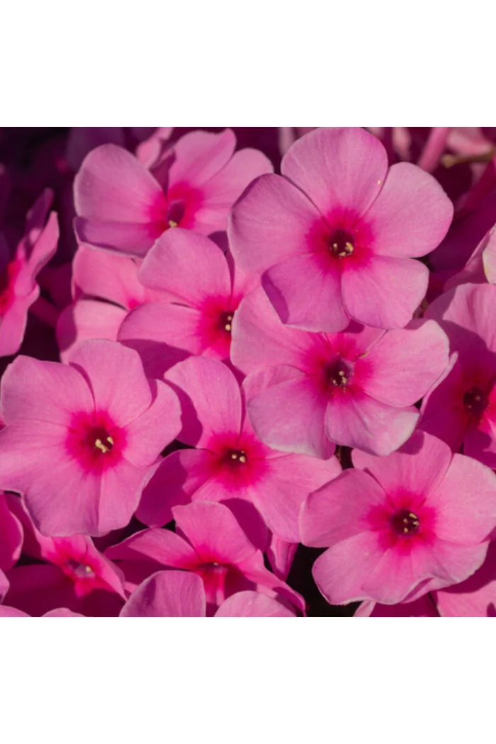 Floks wiechowaty 'Famous Pink' Phlox panniculata