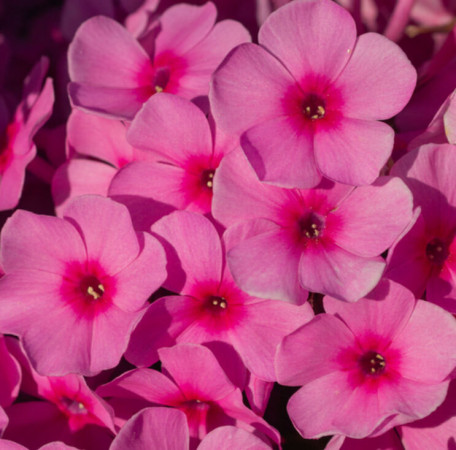 Floks wiechowaty 'Famous Pink' Phlox panniculata