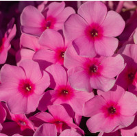 Floks wiechowaty 'Famous Pink' Phlox panniculata