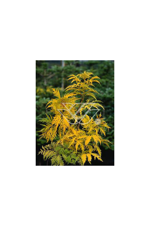 Bez koralowy 'Plumosa Aurea' | Sambucus racemosa