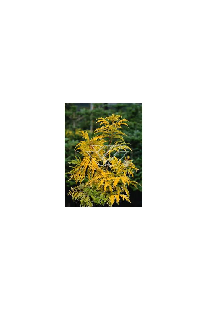 Bez koralowy 'Plumosa Aurea' | Sambucus racemosa