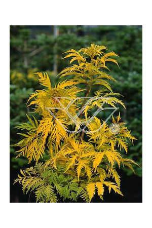 Bez koralowy 'Plumosa Aurea' | Sambucus racemosa