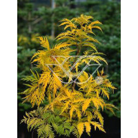 Bez koralowy 'Plumosa Aurea' | Sambucus racemosa