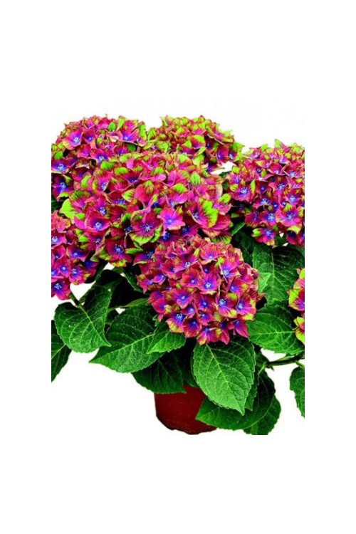 Hortensja 'Schloss Wackerbarth' | Hydrangea macrophylla