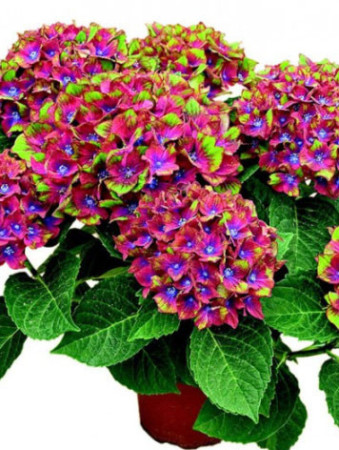Hortensja 'Schloss Wackerbarth' | Hydrangea macrophylla
