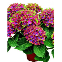 Hortensja 'Schloss Wackerbarth' | Hydrangea macrophylla