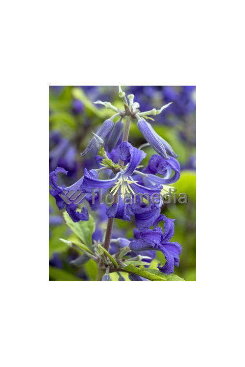 Powojnik barszczolistny 'New Love' Clematis heracleifolia