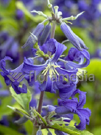 Powojnik barszczolistny 'New Love' Clematis heracleifolia