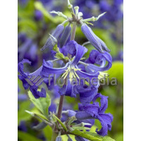 Powojnik barszczolistny 'New Love' Clematis heracleifolia