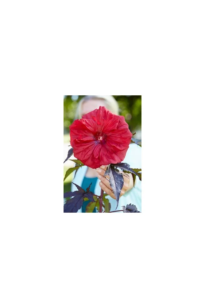 Hibiskus 'Carousel Red Wine' | Hibiscus moscheutos