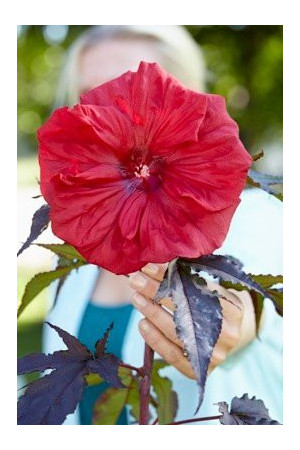 Hibiskus 'Carousel Red Wine' | Hibiscus moscheutos