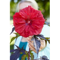 Hibiskus 'Carousel Red Wine' | Hibiscus moscheutos
