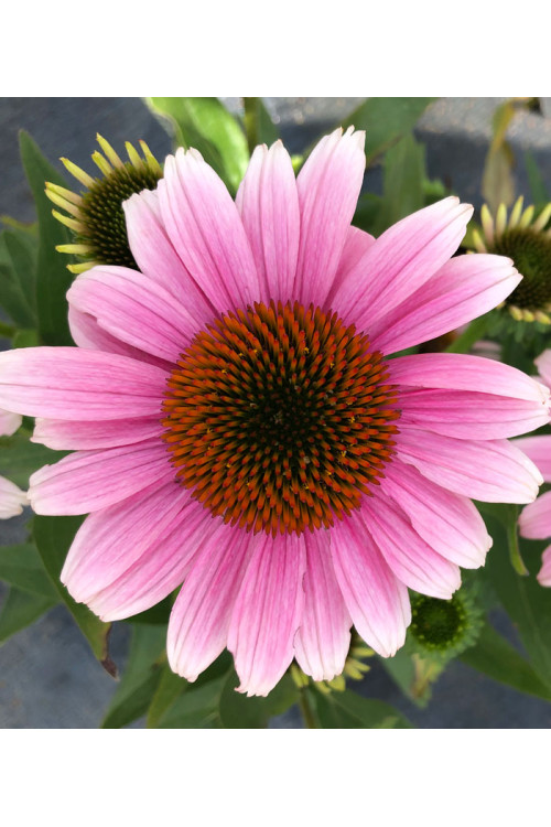 Jeżówka 'French Tips' | Echinacea