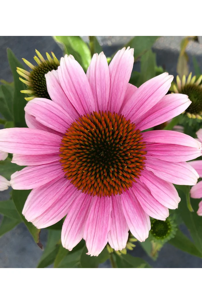 Jeżówka 'French Tips' | Echinacea