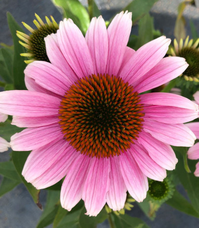 Jeżówka 'French Tips' | Echinacea