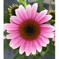 Jeżówka 'French Tips' | Echinacea