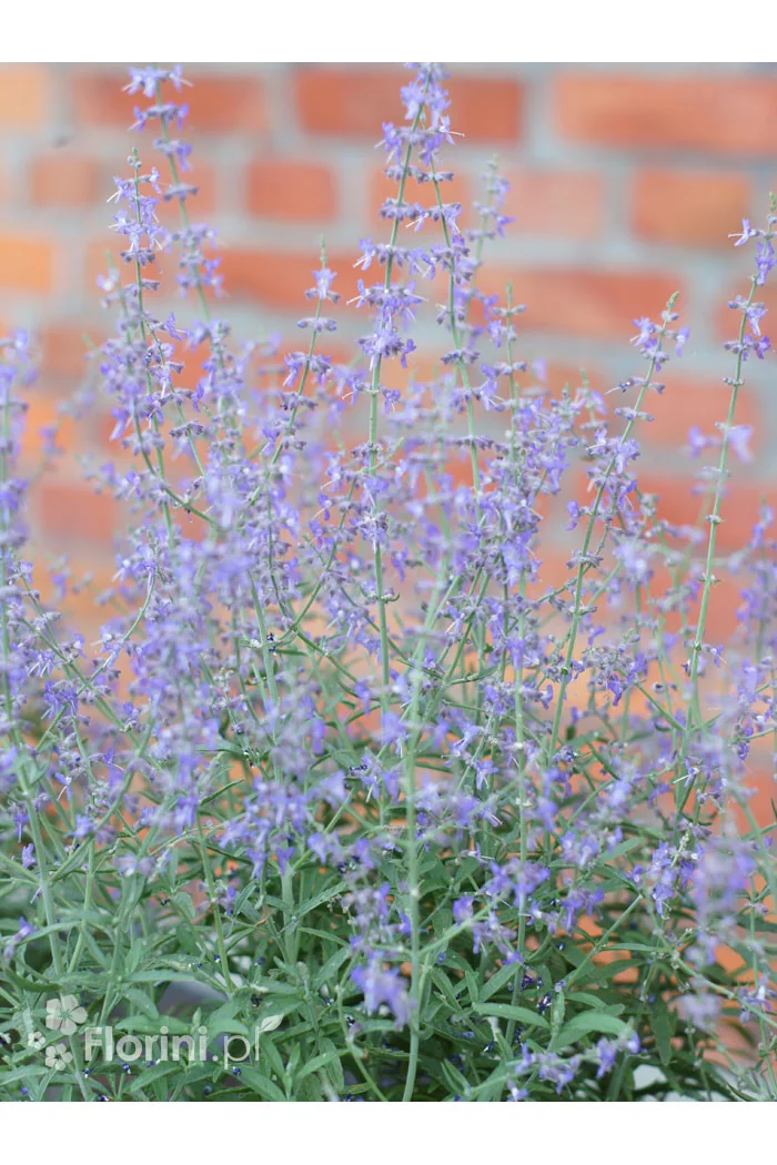 Perowskia łobodolistna 'Jelena' | Perovskia atriplicifolia
