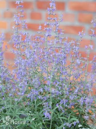 Perowskia łobodolistna 'Jelena' | Perovskia atriplicifolia