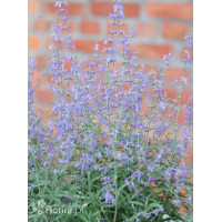 Perowskia łobodolistna 'Jelena' | Perovskia atriplicifolia