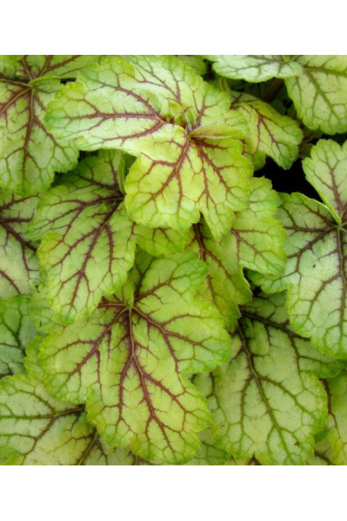 Żurawka Circus Heuchera