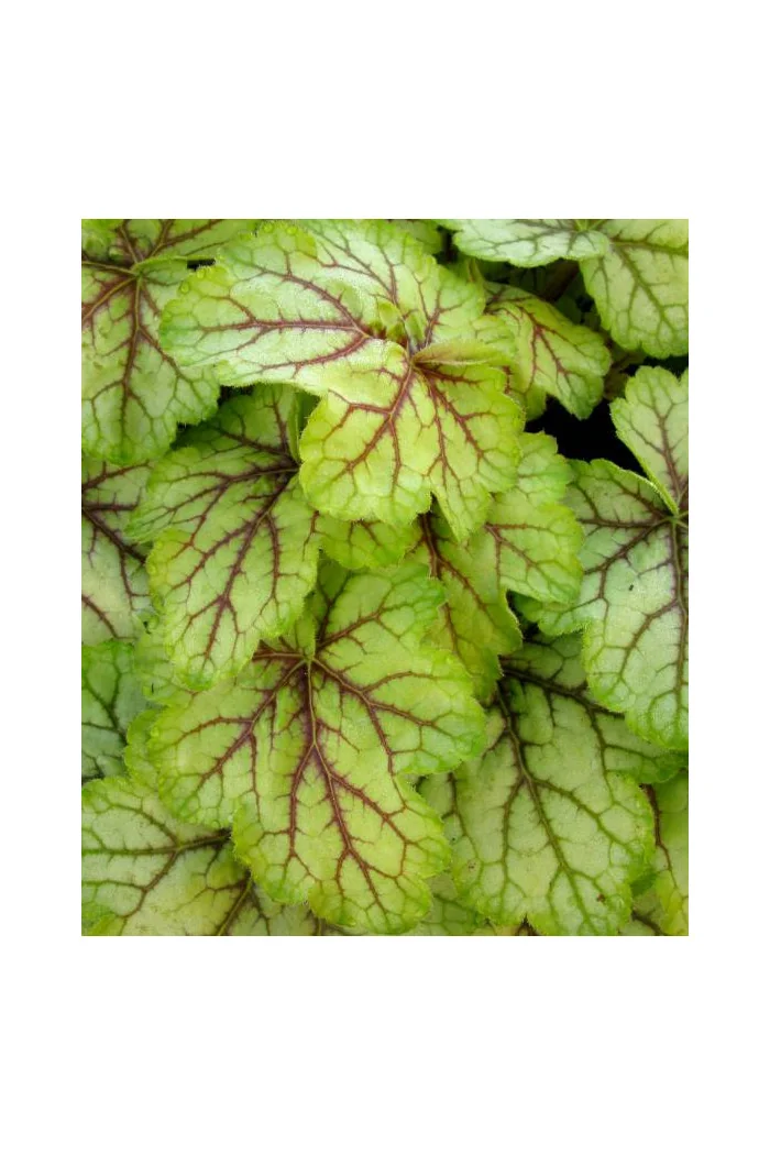 Żurawka Circus Heuchera