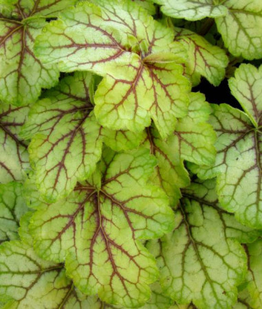 Żurawka Circus Heuchera