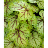 Żurawka Circus Heuchera