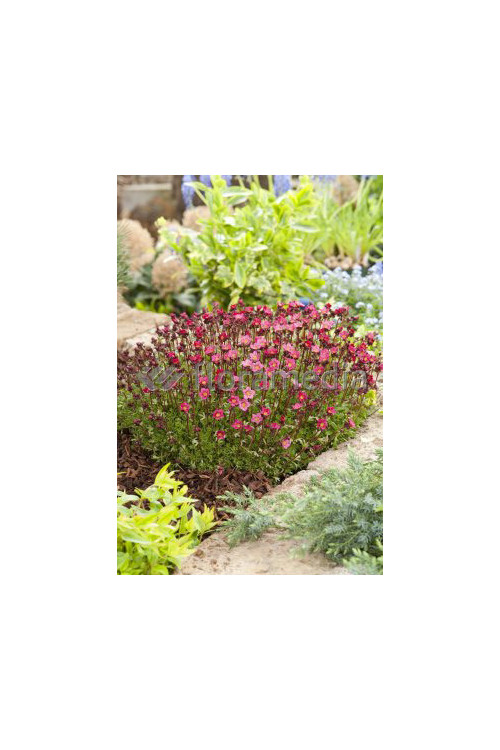 Skalnica arendsa 'Purple Robe' Saxifraga x arendsii