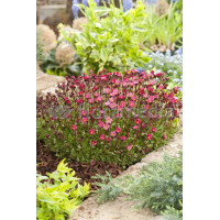 Skalnica arendsa 'Purple Robe' Saxifraga x arendsii