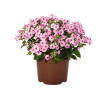 Floks wiechowaty 'Flame Pro Pink Pop' | Phlox panniculata