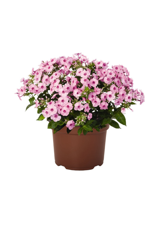 Floks wiechowaty 'Flame Pro Pink Pop' | Phlox panniculata