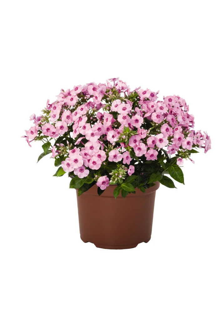Floks wiechowaty 'Flame Pro Pink Pop' | Phlox panniculata