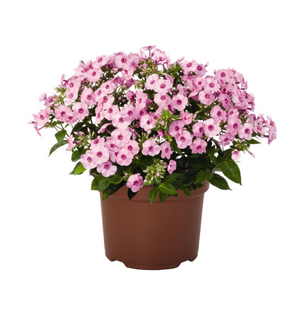 Floks wiechowaty 'Flame Pro Pink Pop' | Phlox panniculata