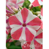 Floks wiechowaty 'Peppermint Twist' Phlox panniculata